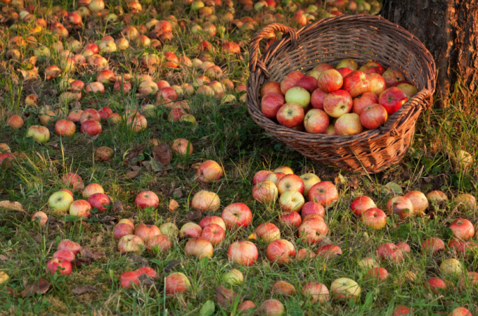 Hur man använder oväntade äpplen med hjälp av (eller) hur man förvandlar avfall till vinst