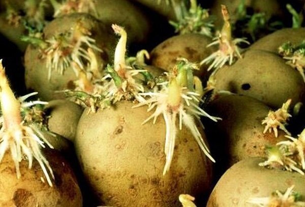 Korrekt förberedelse före plantering potatis, vilket kommer att ge en rik skörd