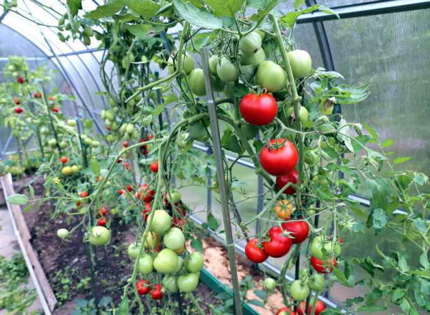 Vård av tomater i växthuset (Foto används under standard licens © ofazende.ru)