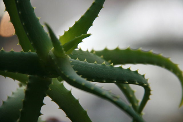 Aloe "Stoletnik" skiljer sig från aloe vera?