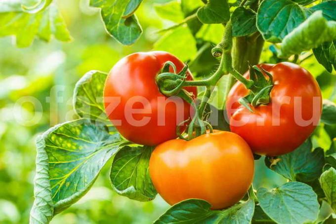 Växande tomater. Illustration för en artikel används för en standardlicens © ofazende.ru