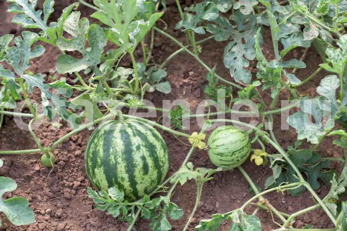 Växande vattenmeloner. Illustration för en artikel används för en standardlicens © ofazende.ru