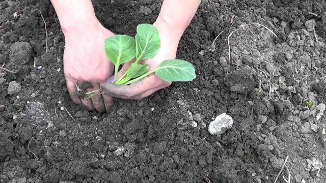 Plantering kål för vintern