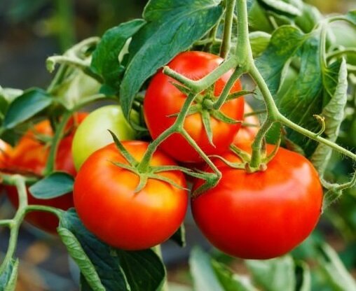 Hur att förlänga frukt tomater i augusti