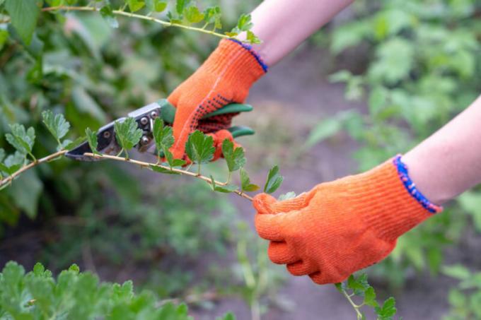 I höstas bearbetning av krusbär, vinbär och fruktträd