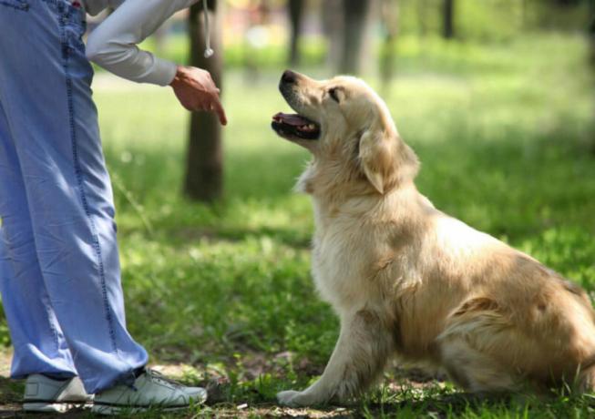 Dog för privata hem: vilken ras du ska välja?