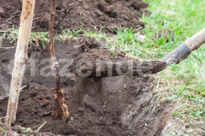 Varför dör plantor: grundläggande misstag trädgårdsmästare