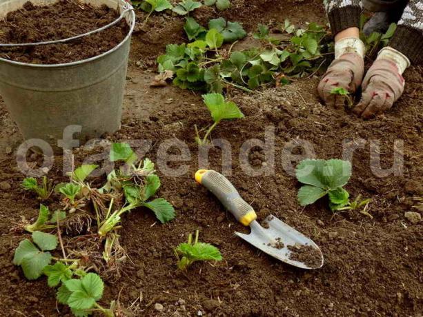 Hur att plantera jordgubbar i augusti, inte oroa sig för skörd nästa år?