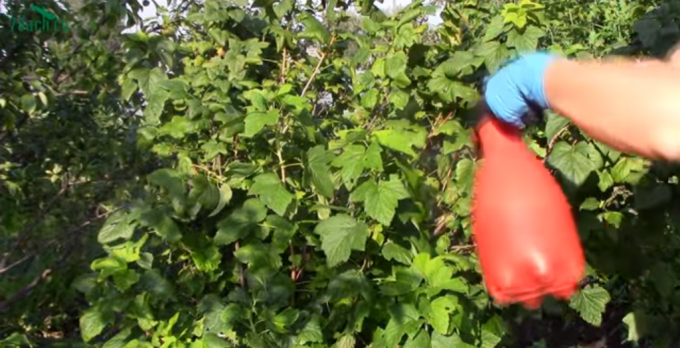 Obligatorisk vård för svarta vinbär efter fruktkroppen: 5 viktiga steg för att en rik skörd
