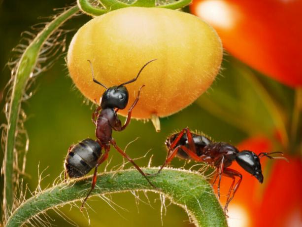 Semesterfirare varje år försöker hitta det bästa sättet att trädgårds myror. Illustration för en artikel används för en standardlicens © ofazende.ru