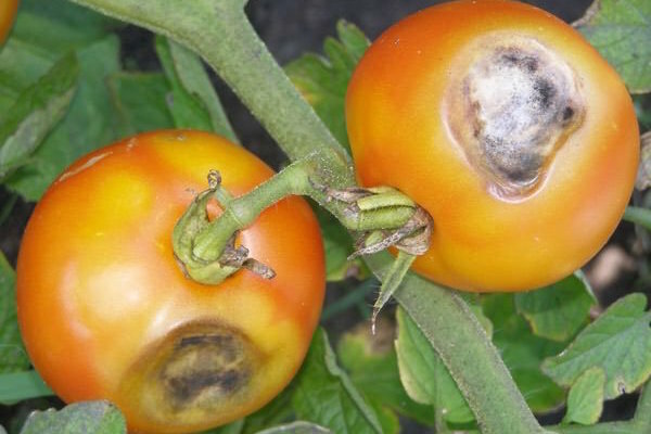 Brown-bruna fläckar på bladen av tomater: vad det är och hur man slåss