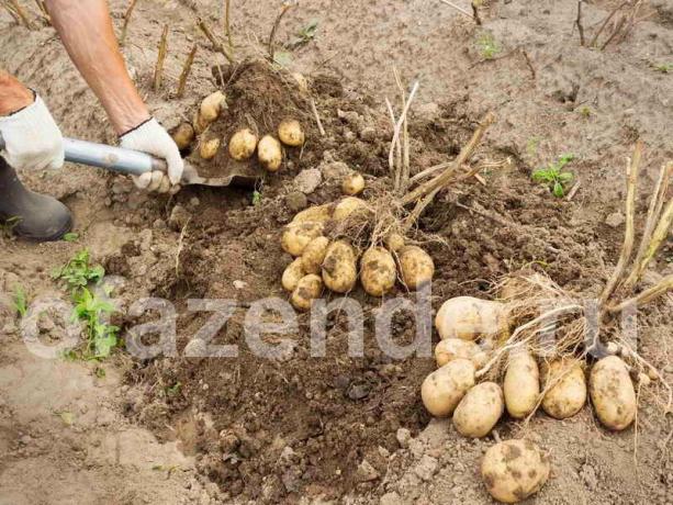 En utmärkt skörd av potatis med hjälp av metoden Balabanov