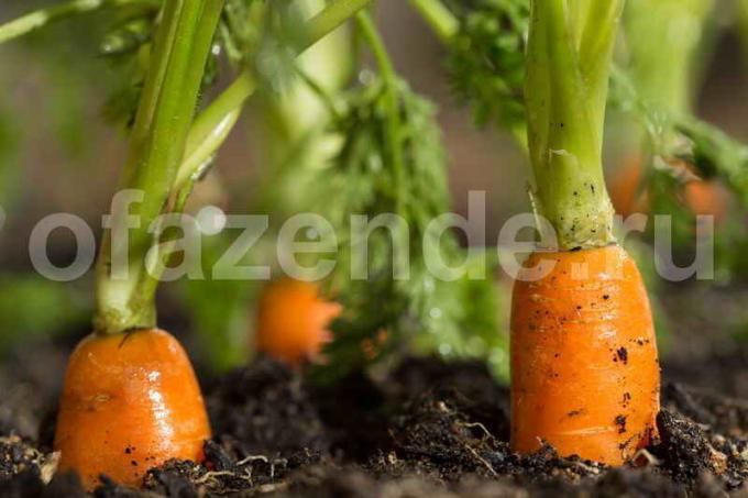 Växande morötter. Illustration för en artikel används för en standardlicens © ofazende.ru