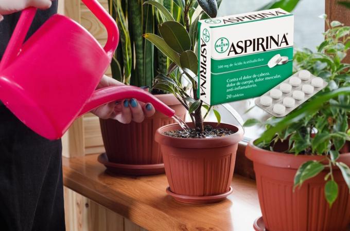 Aspirin - ett verkligt fynd för blommor på vintern. Vad det är och hur man ansöker