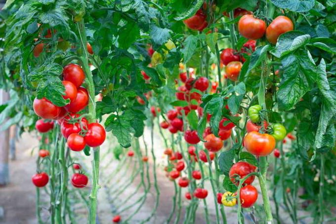 Strumpeband tomater. Illustration för en artikel används för en standardlicens © ofazende.ru