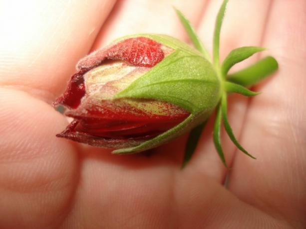 3 grundläggande regler som måste följas för att göra din Hibiscus (Kina steg) blommade från tidig vår till sen höst