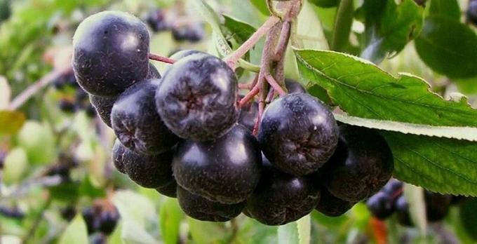 Gör hemma konjak från aronia