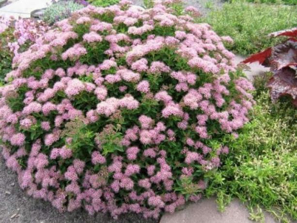 Opretentiös blommande buskar i din trädgård: tips till trädgårdsmästare