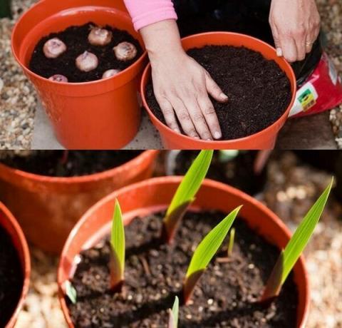 Seed förökning metod gladiolus innebär vissa svårigheter, så trädgårdsmästare nykomlingar gripa det rekommenderas inte. Högkvalitativa funktioner kan inte alltid föras exakt genom frön. Reproduktion av moderna hybrider gladiolus inte lyckas. Seed metod praktiseras bland uppfödare att utveckla nya sorter. Om du vill växa gladiolus från frön, är det nödvändigt att förvärva plantmaterial av hög kvalitet. Som regel fröna presenteras i specialiserade butiker, noggrant utvalda och fullt följa sorten.