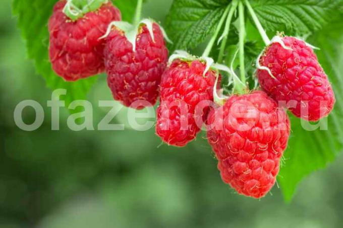 Raspberry. Foton för publicering används av standardlicens © ofazende.ru