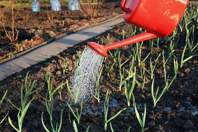 För att skydda mot sjukdomar under våren besprutas med fungicider
