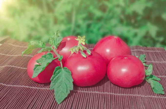 Vintage rosa tomater. Illustration för en artikel används för en standardlicens © ofazende.ru