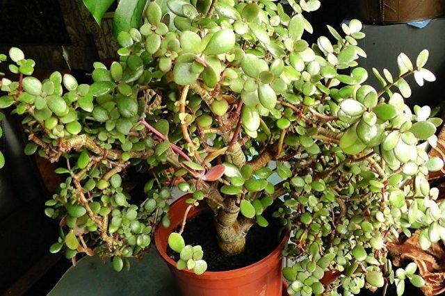Jade växer snabbt, och du måste ständigt övervaka processen. Till en pengar träd som växer snabbt, vattna det sparsamt: det kommer att öka incitamenten att plantera grönmassa, som behåller fukten.