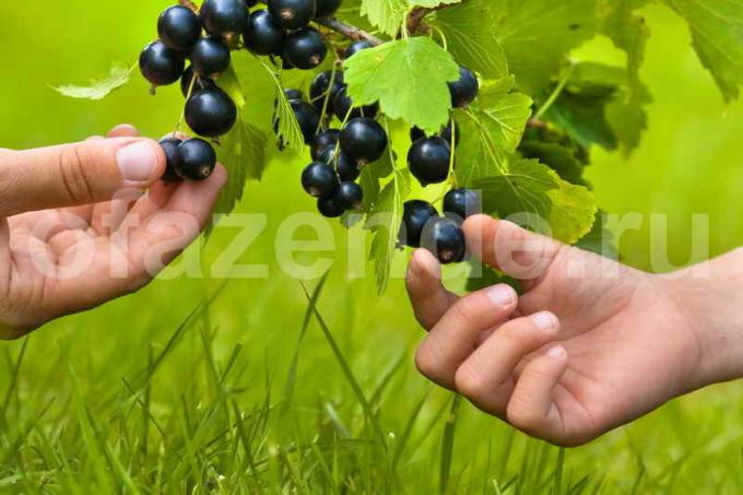 vinbär odling. Illustration för en artikel används för en standardlicens © ofazende.ru