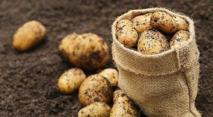 Hur man förbereder marken under hösten enligt potatisen och sedan få en god skörd