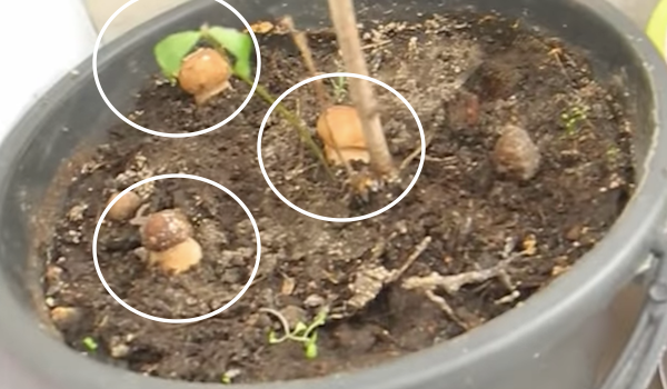 Hur man odlar svamp hemma i vita krukor