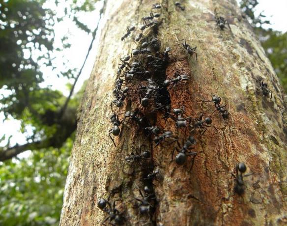 Beprövade sätt att hjälpa till att bli av med myror i trädgården och trädgården