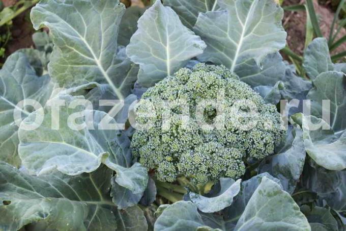 Växande broccoli. Illustration för en artikel används för en standardlicens © ofazende.ru