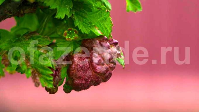 Svullnader på bladen av en vinbär. Illustration för en artikel används för en standardlicens © ofazende.ru