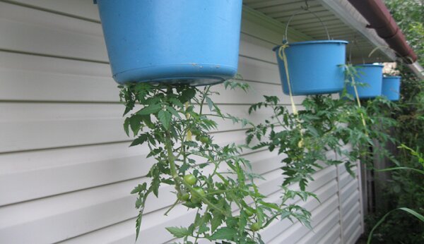 Den ursprungliga metoden för att odla tomater upp rötter