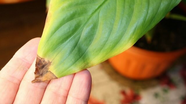 Tropical vacker Spathiphyllum svarar på torrhet och värme i en av de första