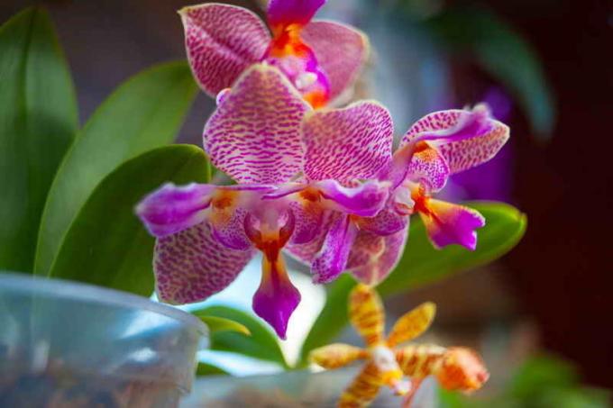 Var uppmärksam på belysning av orkidéer. Illustration för en artikel används för en standardlicens © ofazende.ru