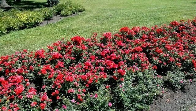 Beskärning rosor på våren: regler, tips, råd