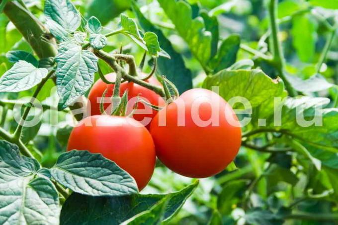 Växande tomater. Illustration för en artikel används för en standardlicens © ofazende.ru