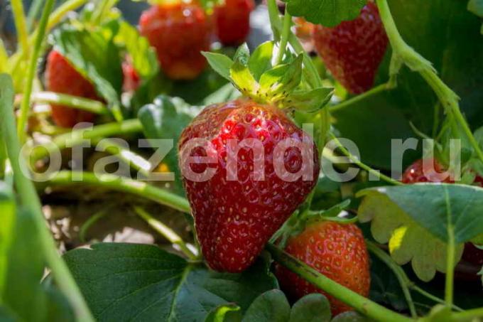 Växande jordgubbar. Illustration för en artikel används för en standardlicens © ofazende.ru