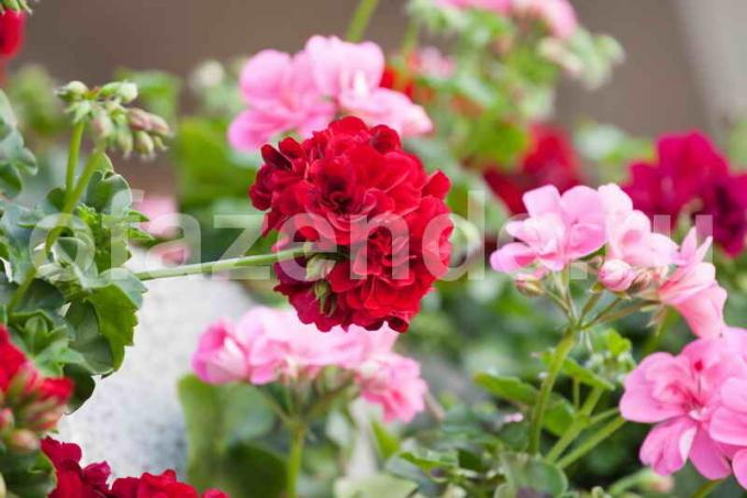 Hur man skär en pelargon för frodig blomning