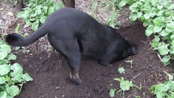 Hur skrämma stadsdel hundar att gräva en köksträdgård och kör runt i trädgården sängar
