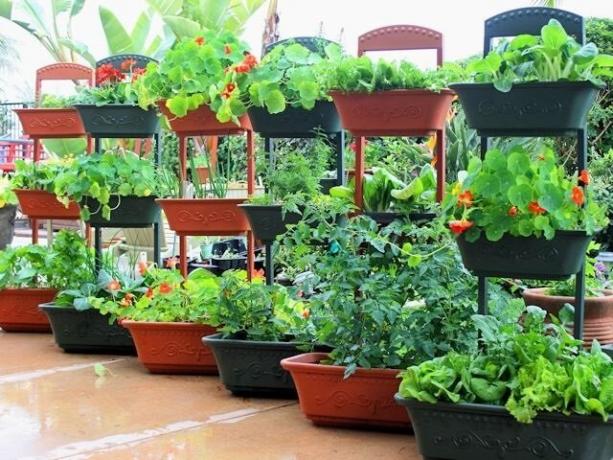 Hur man odlar grönsaker i containrar
