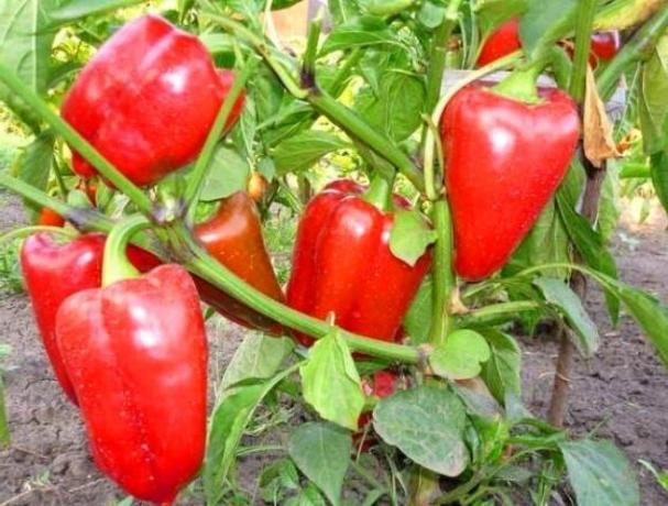 Växande friska paprika utan sjukdomen. tips trädgårdsmästare