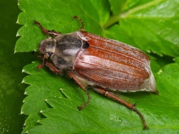 Skador på maj Beetle och hur man handskas med det