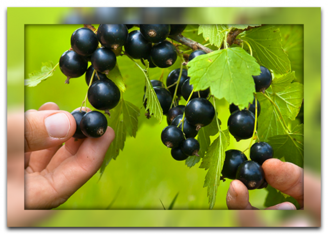 Översikt över sorter av svarta vinbär för dina webbplatser och användbara rekommendationer för dess torkning och fördelarna för din hälsa