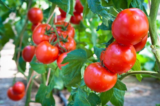 Harvest tomater. Illustration för en artikel används för en standardlicens © ofazende.ru