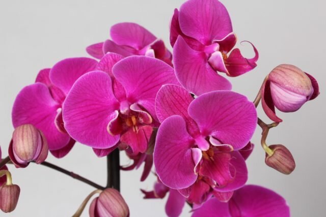 Hur ta hand om blommande orkidé att det blomstrade så länge som möjligt