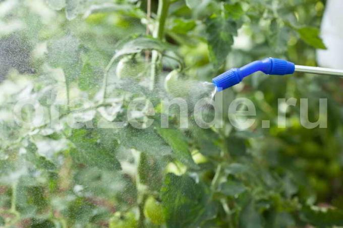 Dressingar recept för tomater som odlas i öppen mark