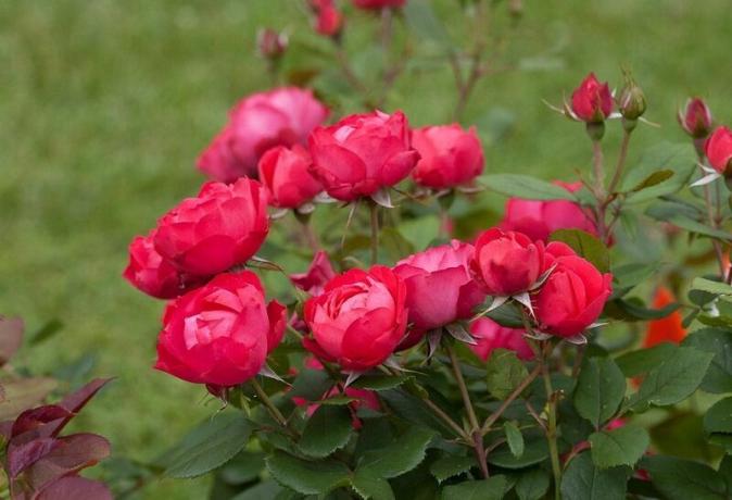 Växande kanadensiska rosor. Illustration för en artikel som används öppen källkod