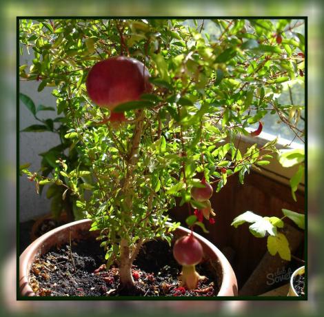 Hur man odlar granatäpple hemma, så att du kan avnjuta god frukt direkt från fönsterbrädan!